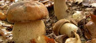 boletus