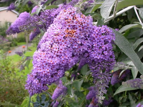 Buldeja davidii