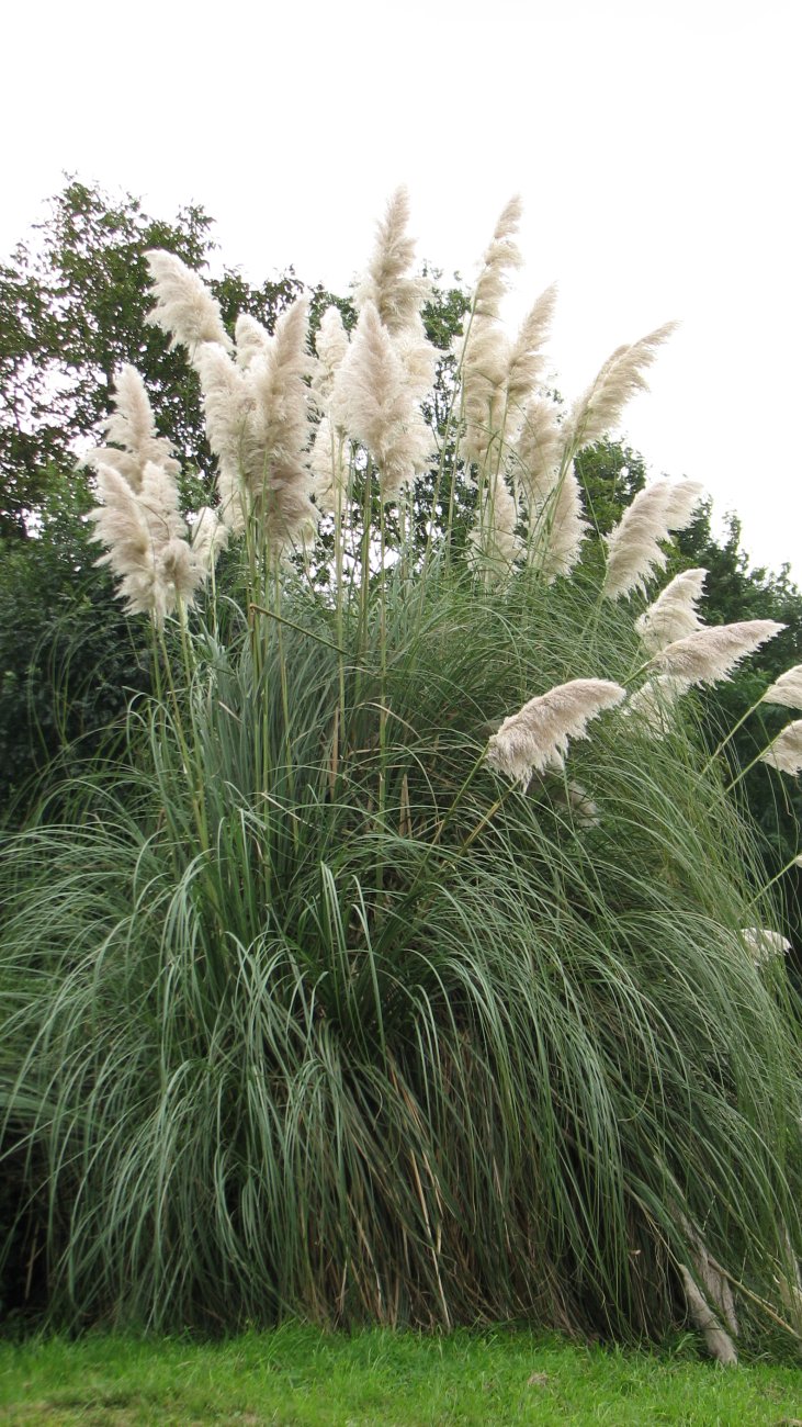 Cortaderia selloana