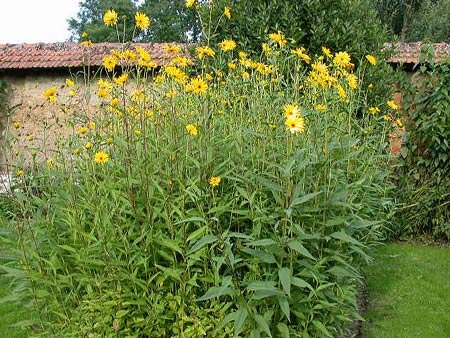 Helianthus x laetiflorus